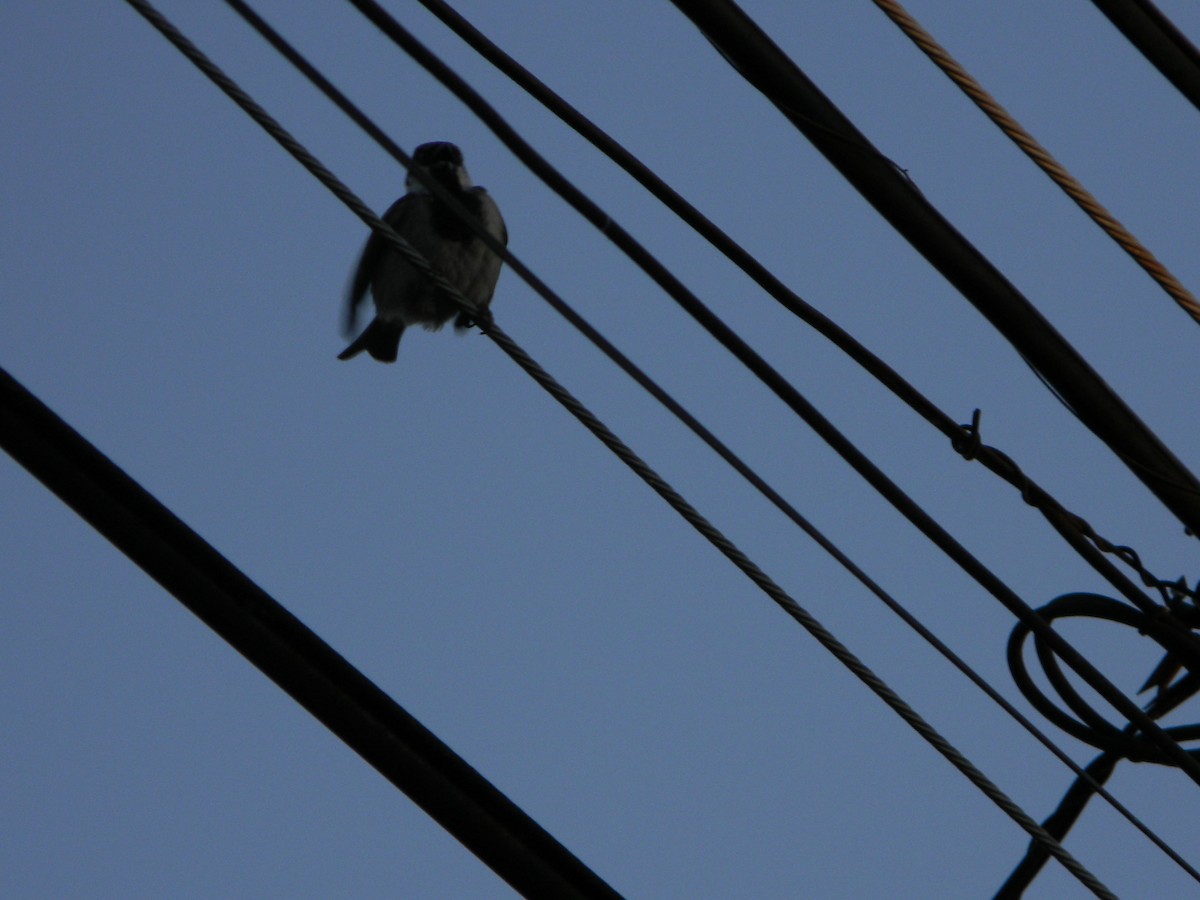 vrabec domácí - ML646136410