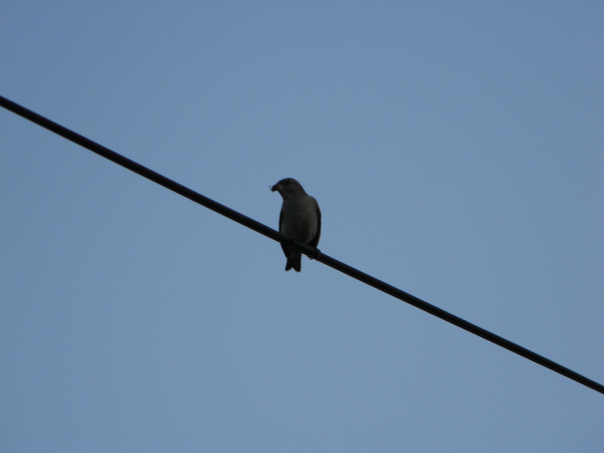 vrabec domácí - ML646136411