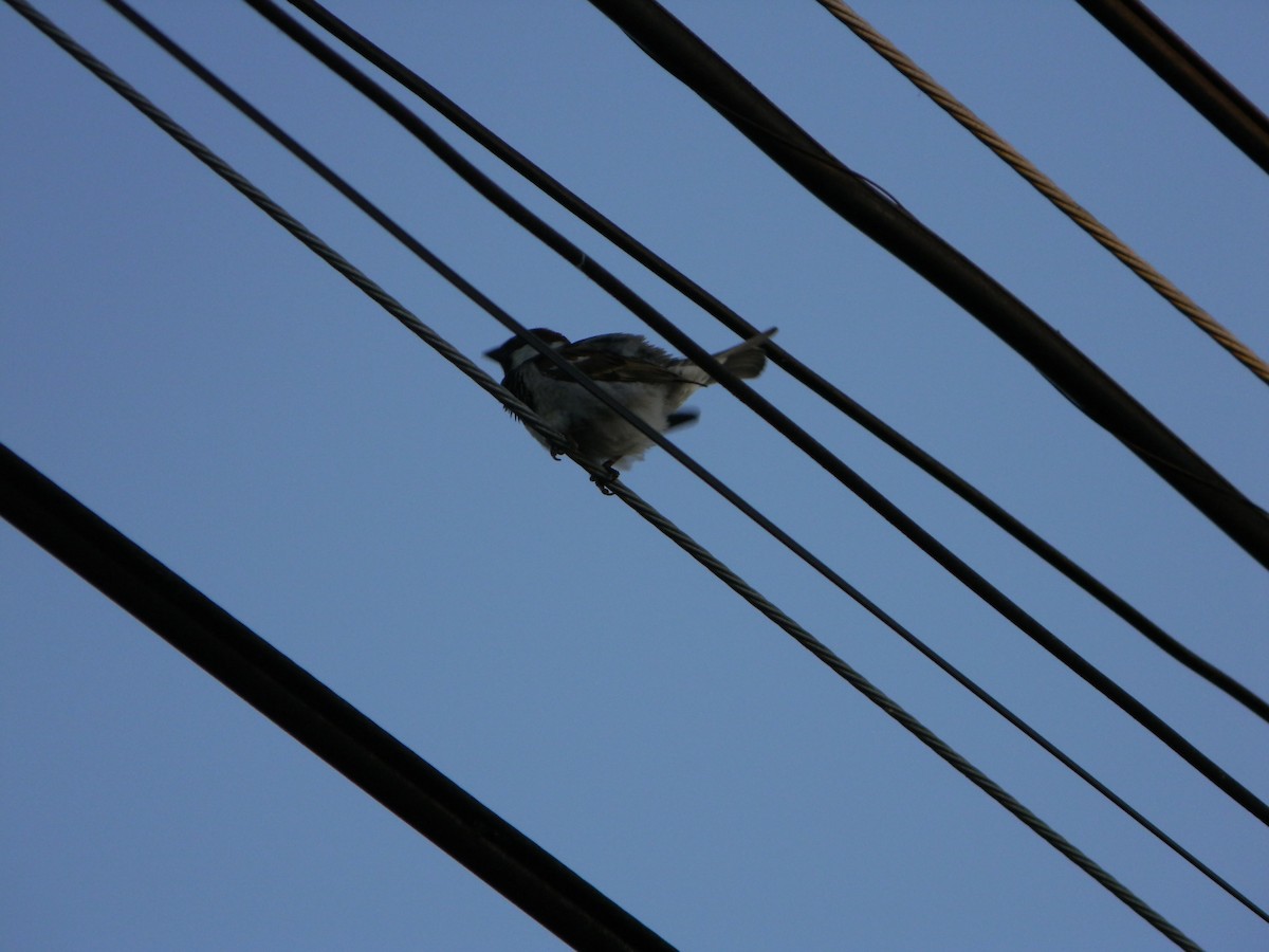 vrabec domácí - ML646136412