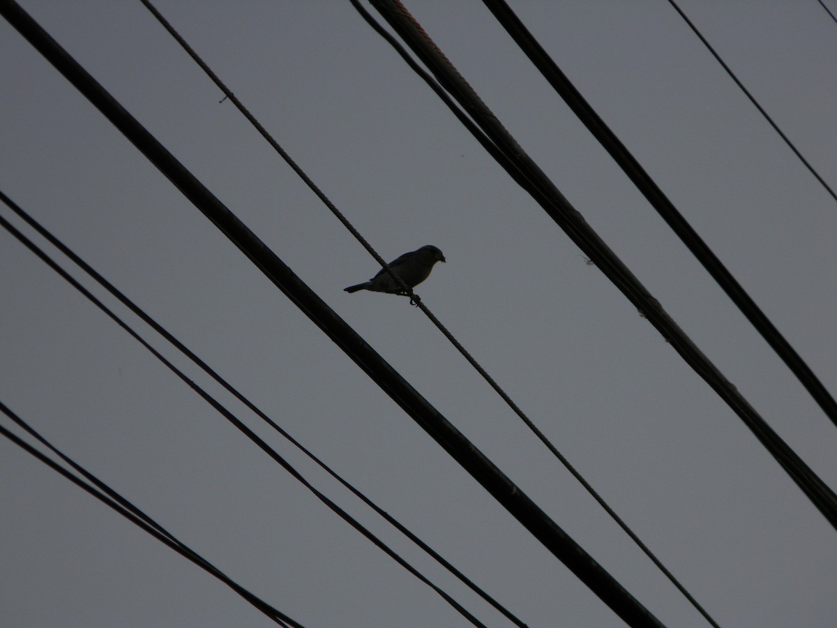 vrabec domácí - ML646136413