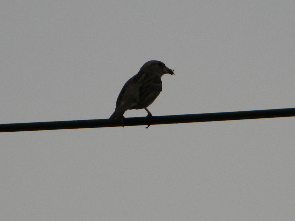 vrabec domácí - ML646136414