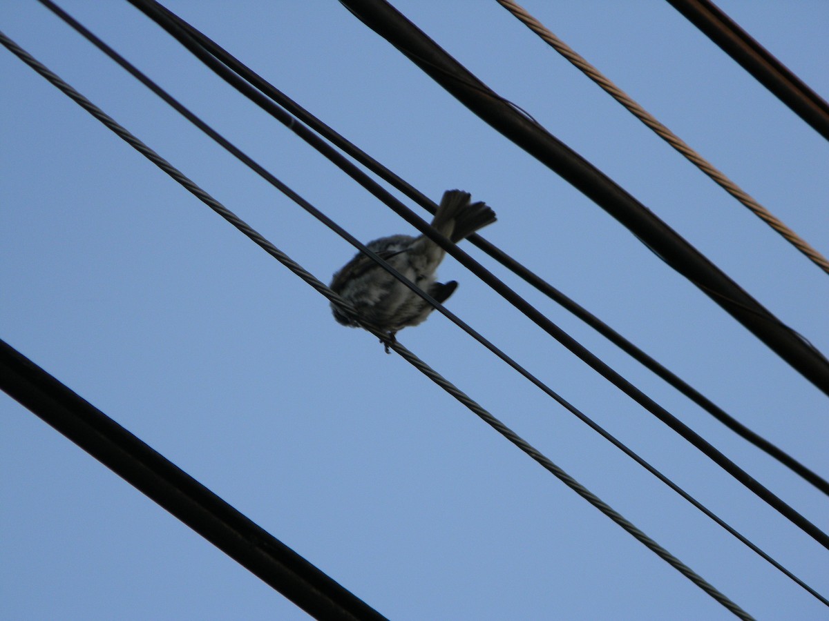 vrabec domácí - ML646136416