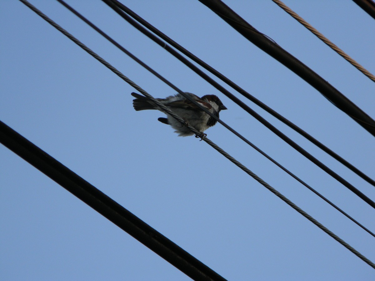 vrabec domácí - ML646136417