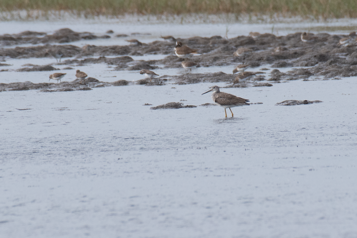 Greater Yellowlegs - ML646136423