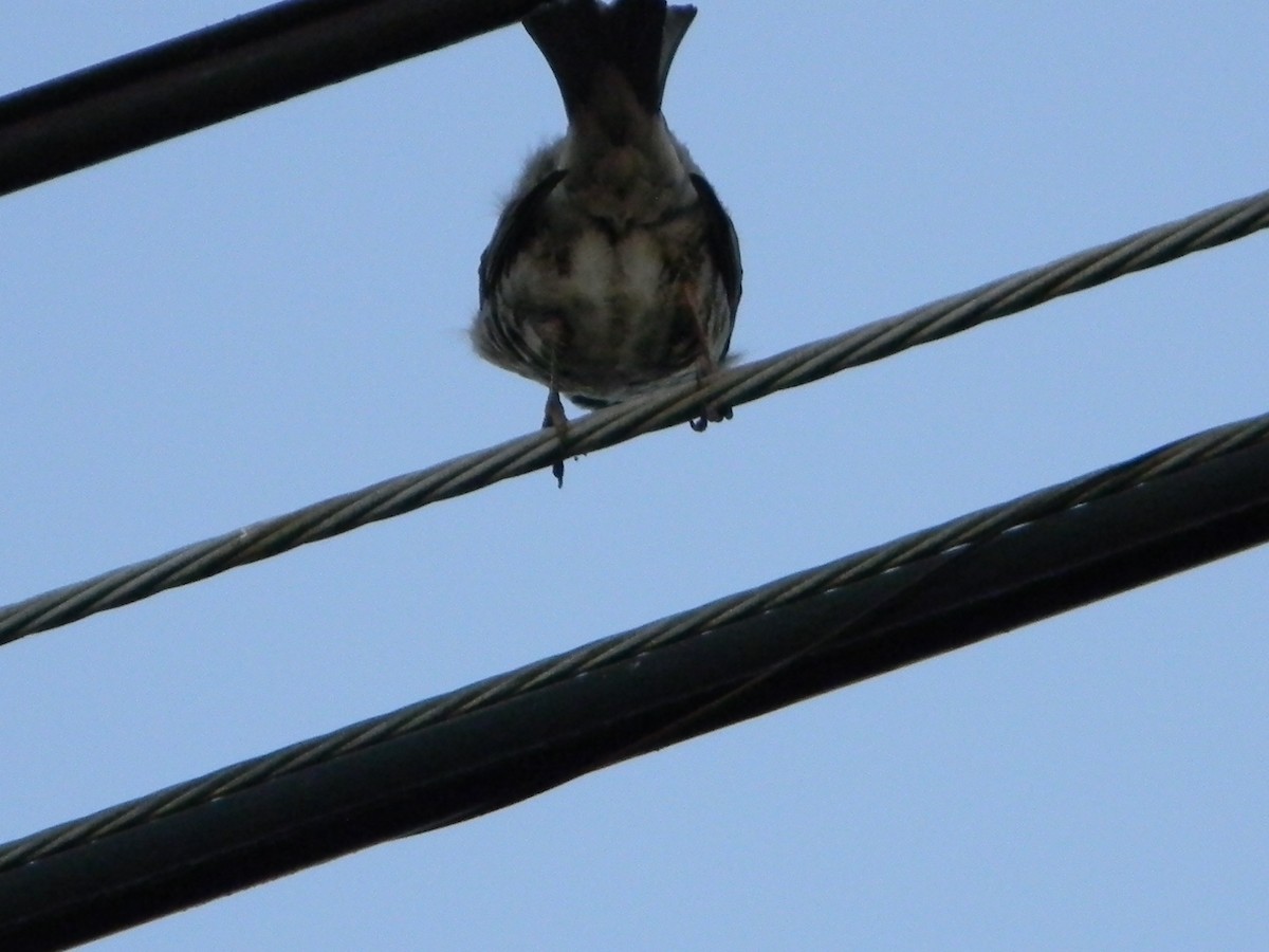 vrabec domácí - ML646136424