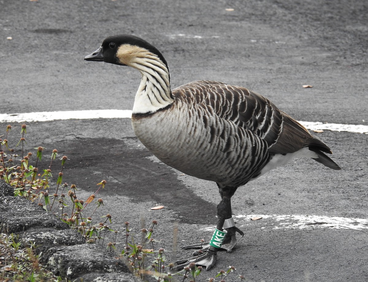 Hawaiian Goose - ML646136429