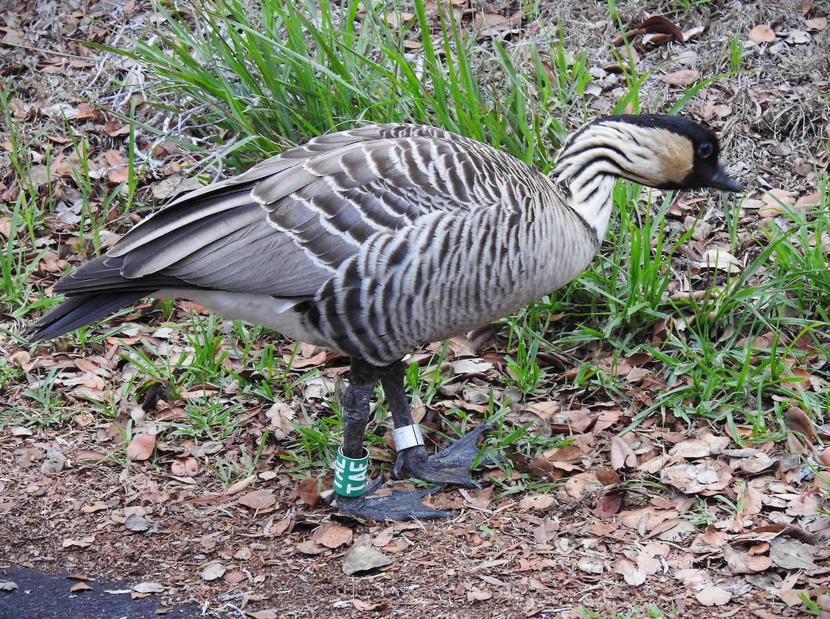 Hawaiian Goose - ML646136431