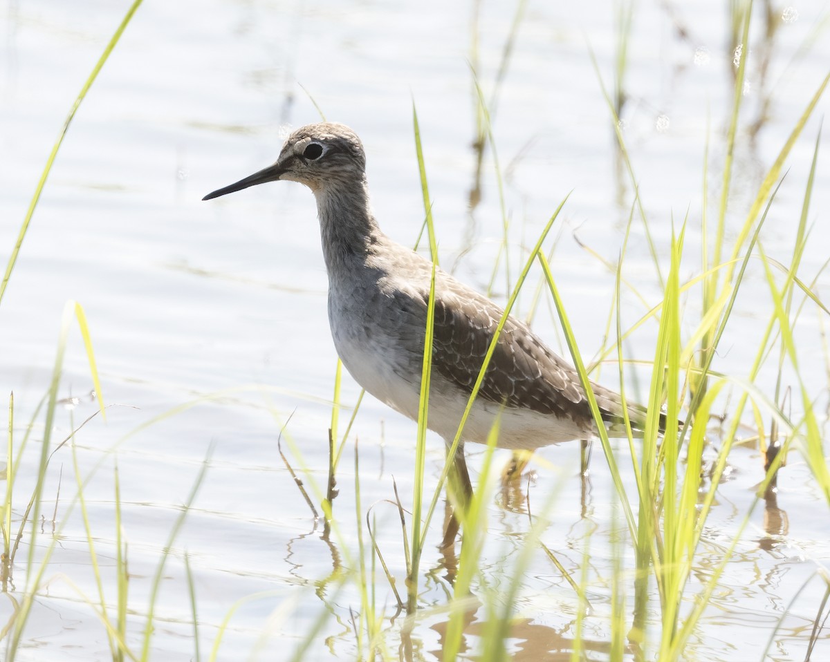 vodouš bahenní - ML646136440