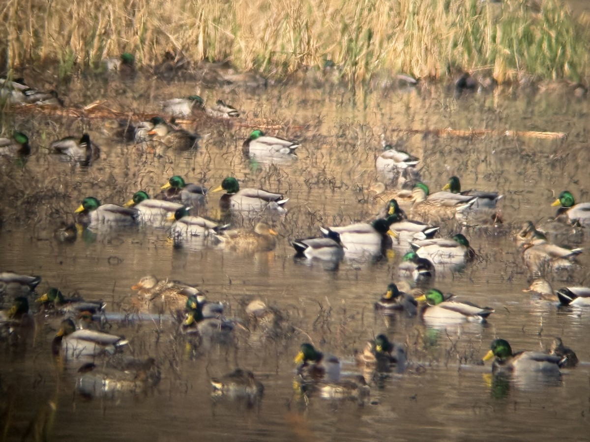 Mallard - ML646136442