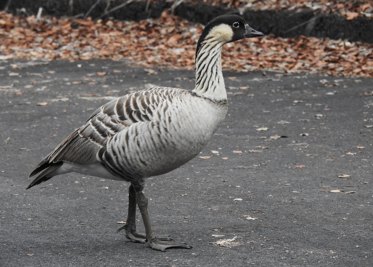 Hawaiian Goose - ML646136445