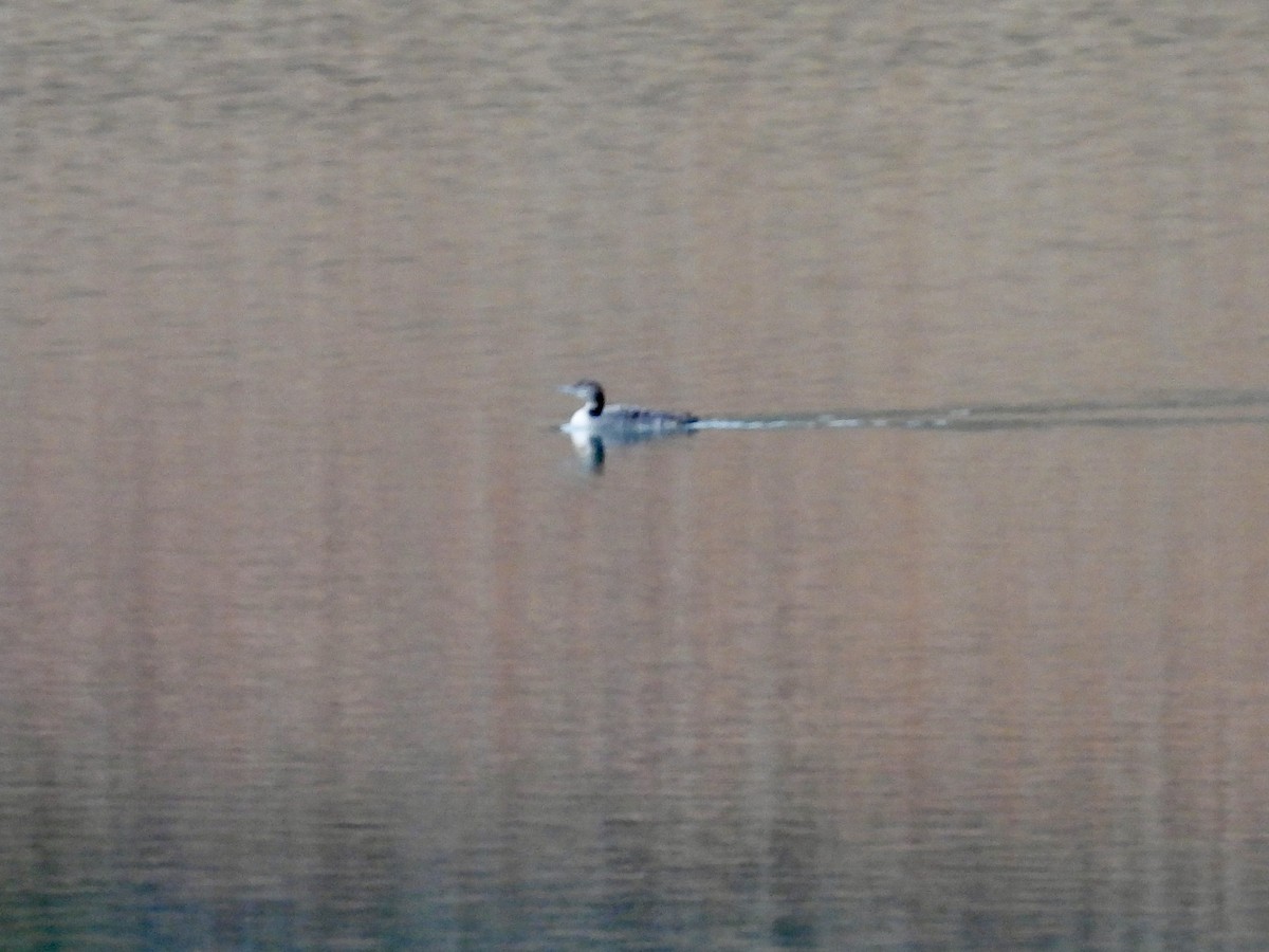 Common Loon - ML646136447