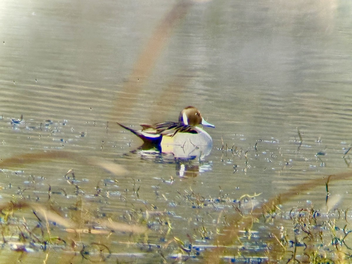 Northern Pintail - ML646136450
