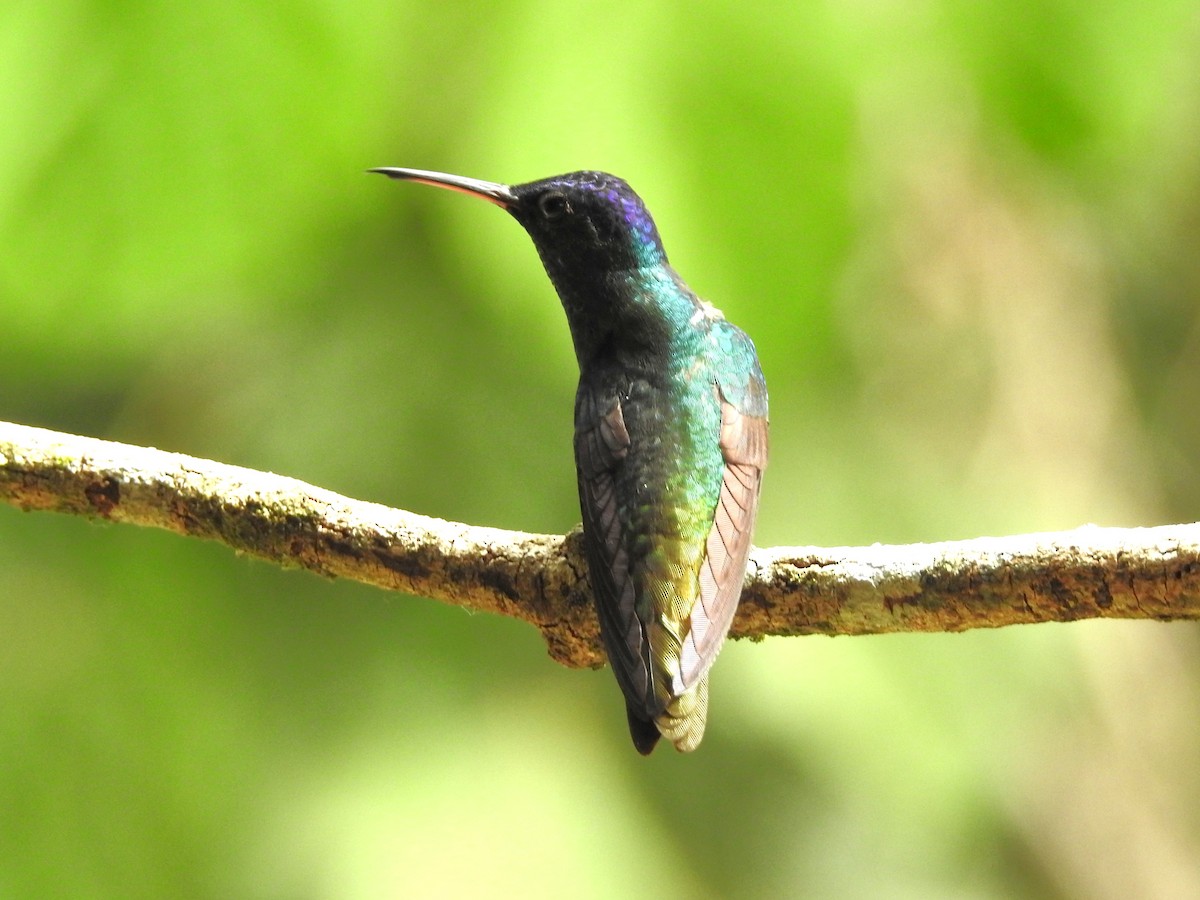 Golden-tailed Sapphire - ML646136451