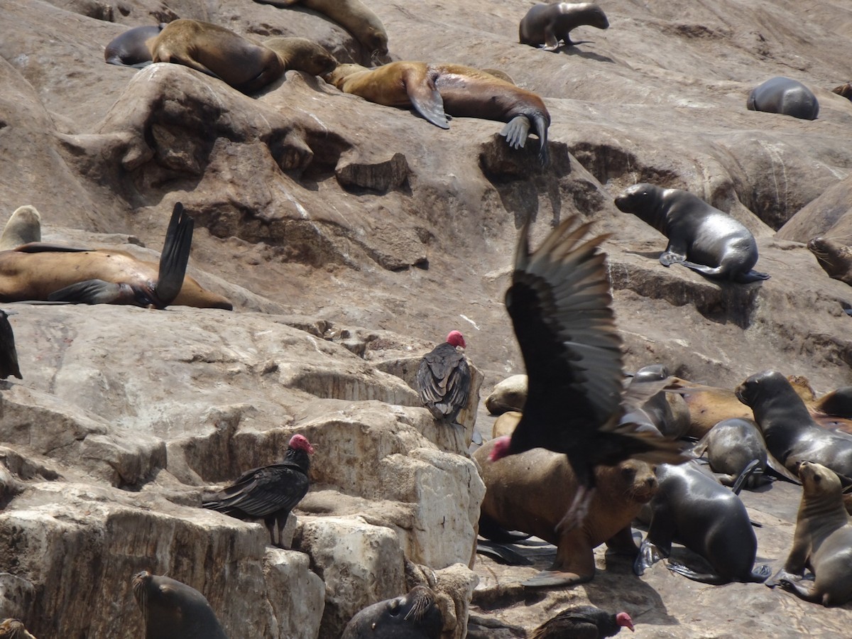 Turkey Vulture - ML646136454