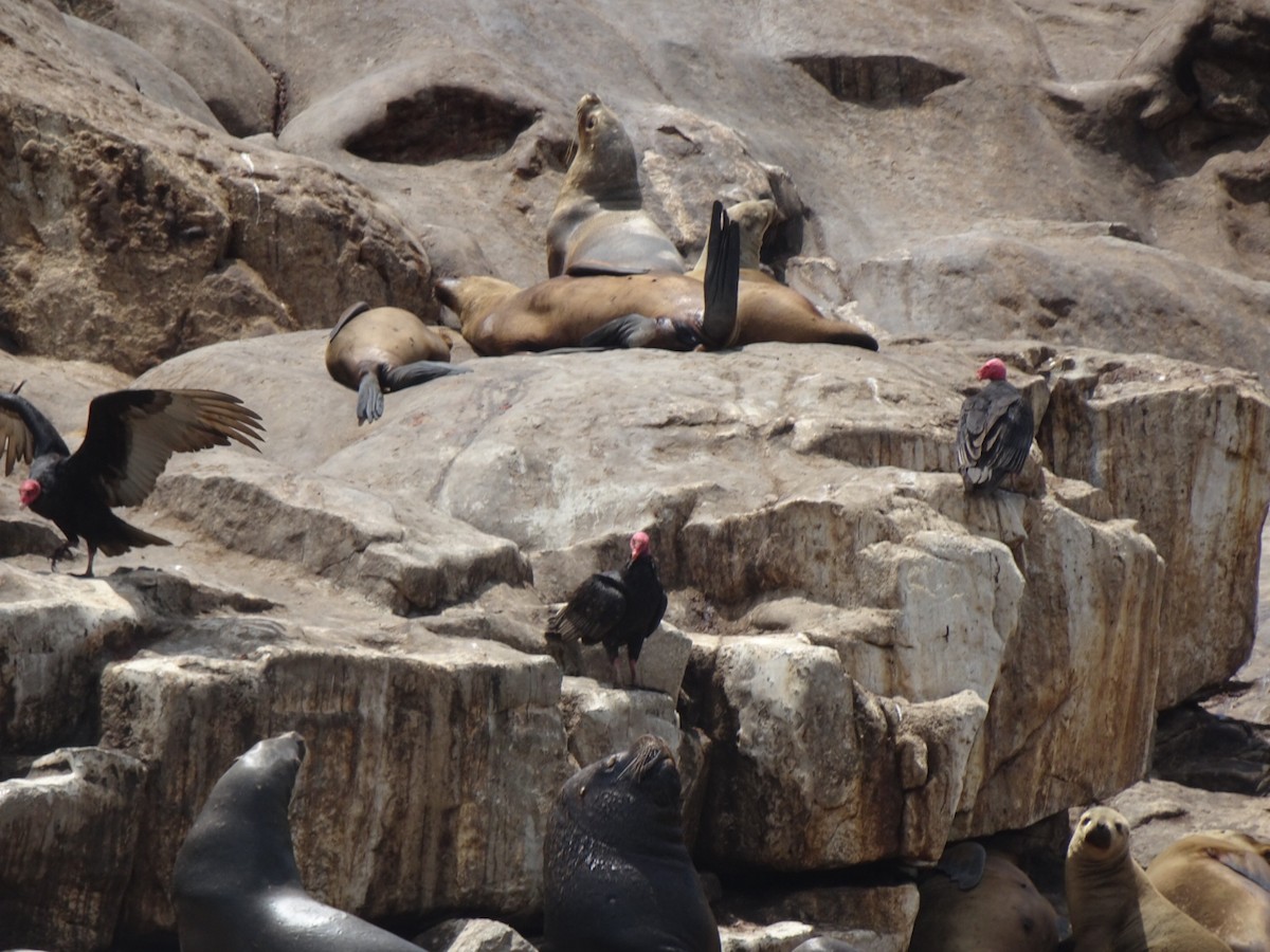 Turkey Vulture - ML646136455