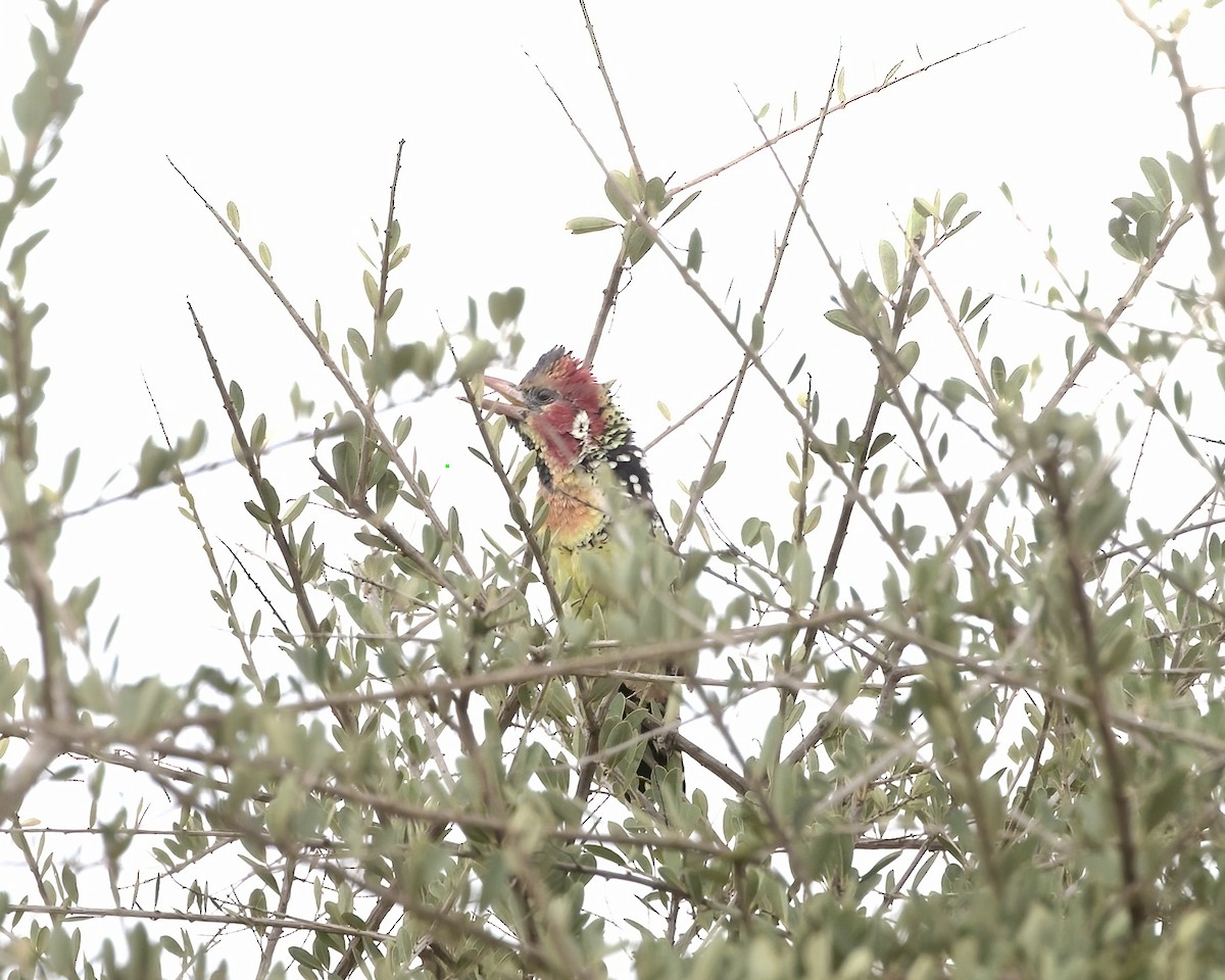 Barbudo Cabecirrojo - ML646136461