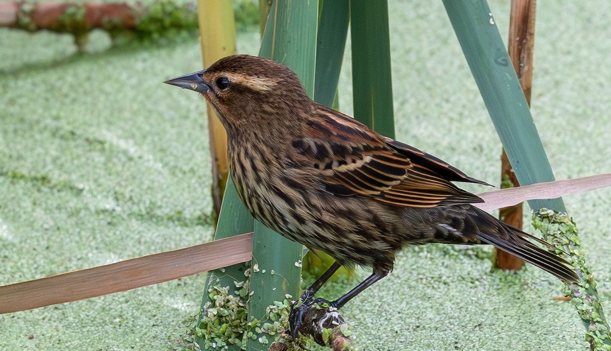 Red-winged Blackbird - ML646136463