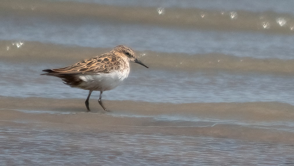 Little Stint - ML646136464