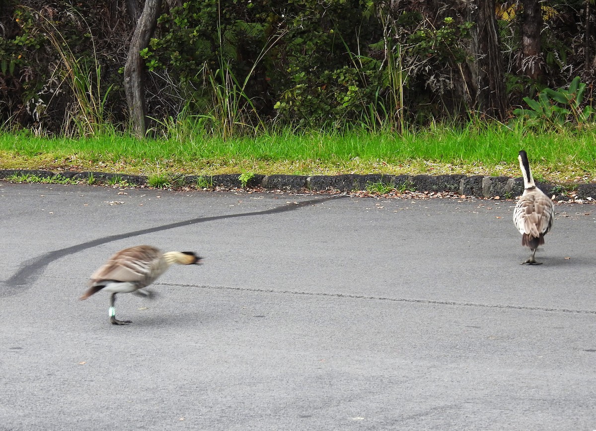 Hawaiian Goose - ML646136466