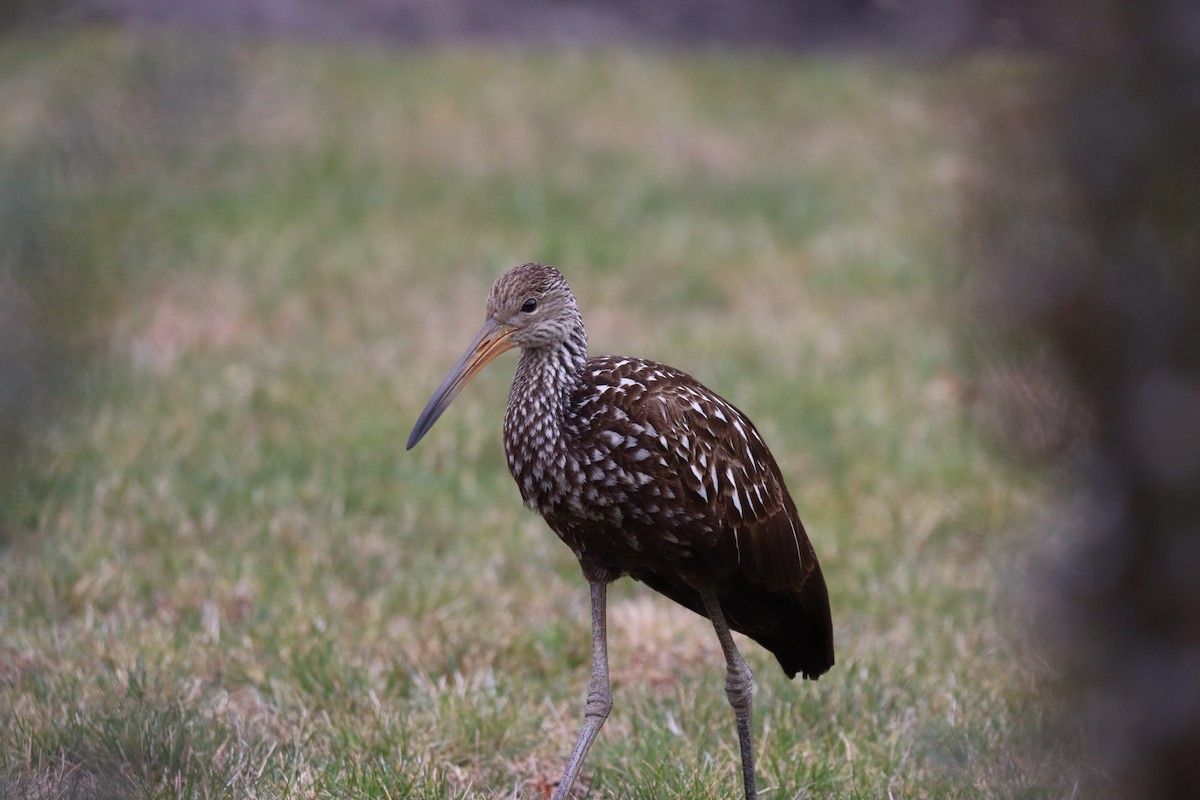 ツルモドキ（pictus グループ） - ML646136474