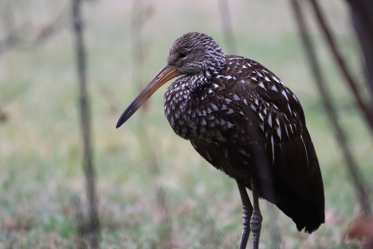 ツルモドキ（pictus グループ） - ML646136475