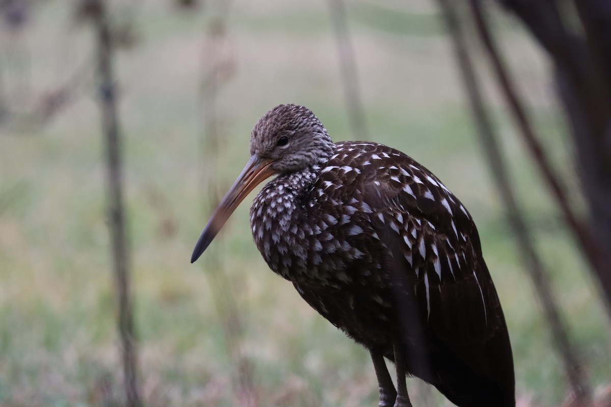 ツルモドキ（pictus グループ） - ML646136476