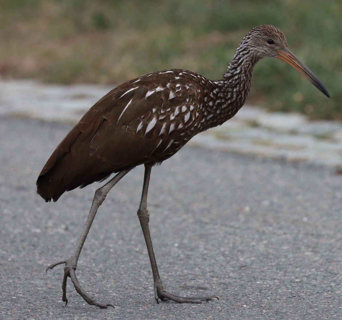 ツルモドキ（pictus グループ） - ML646136477