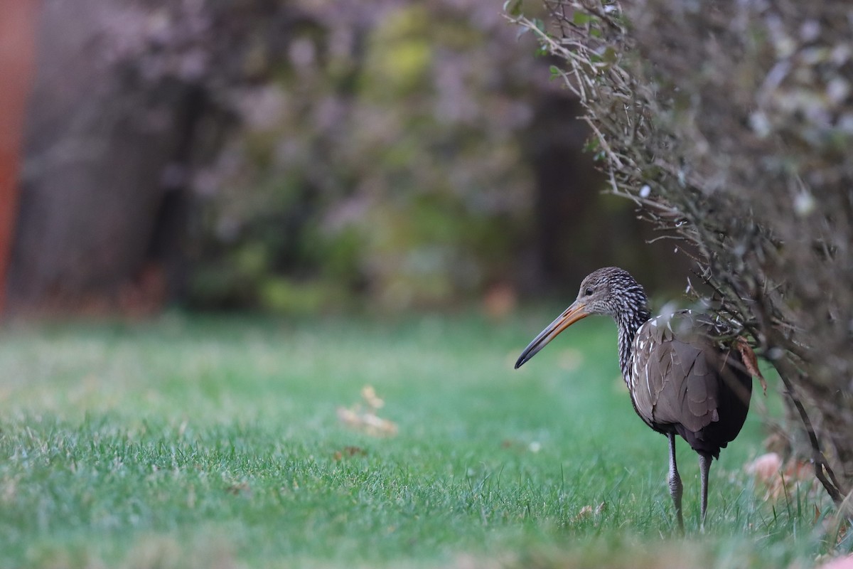 ツルモドキ（pictus グループ） - ML646136478