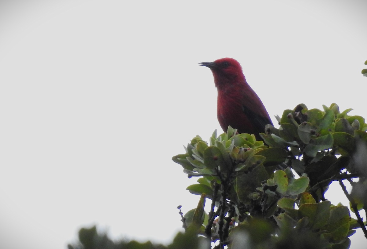 šatovník karmínový - ML646136481