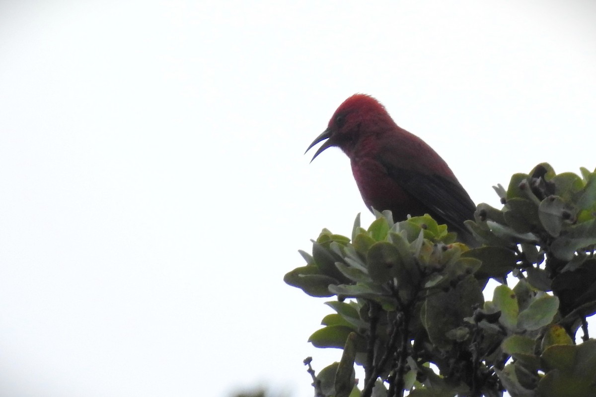 šatovník karmínový - ML646136482