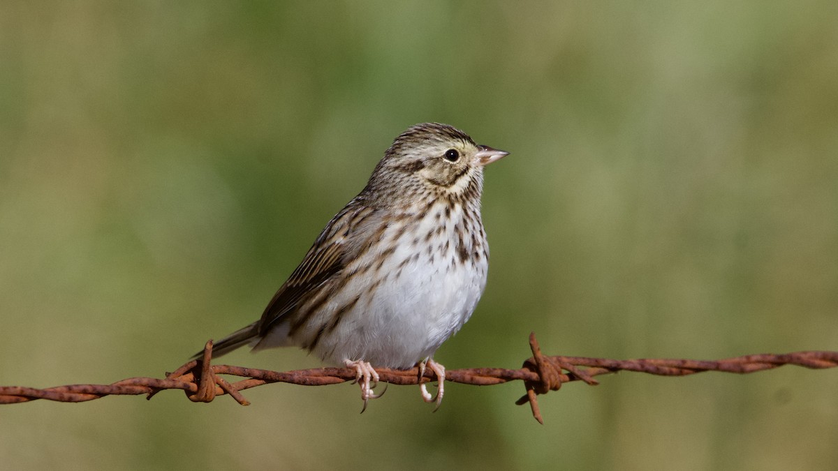 Savannah Sparrow - ML646136484