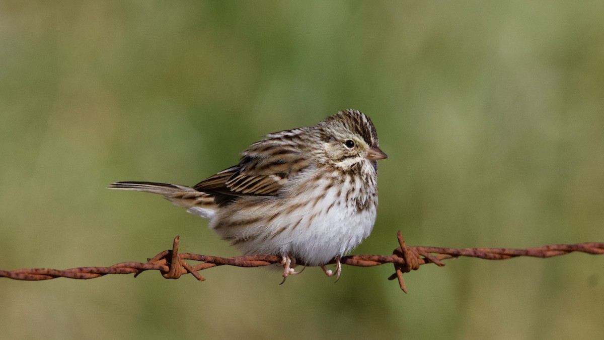 Savannah Sparrow - ML646136485
