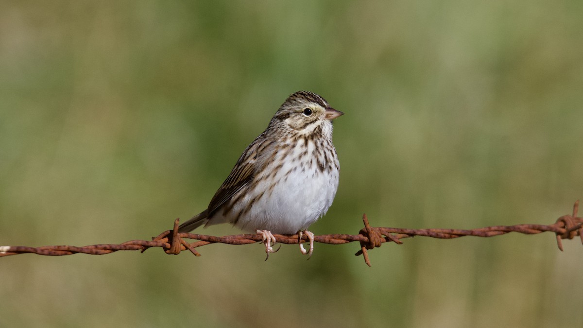 Savannah Sparrow - ML646136486