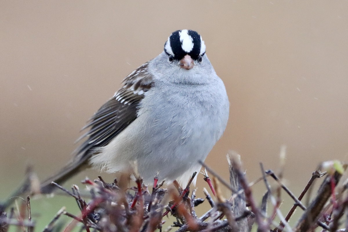 White-crowned Sparrow - ML646136493