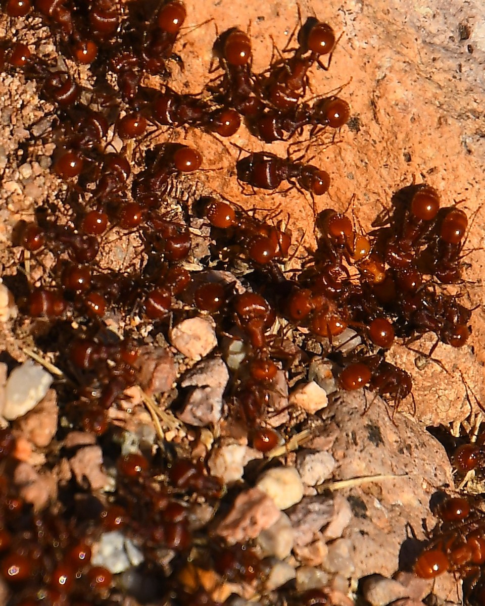 Typical American Harvester Ants - ML646136501