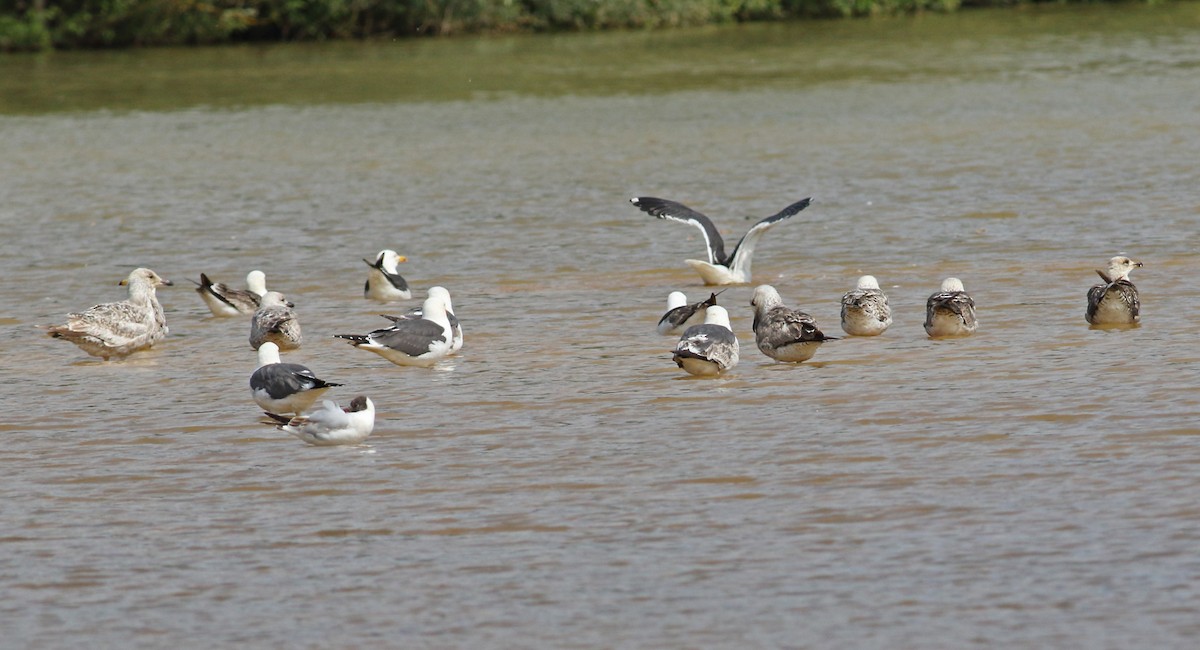 Lesser Black-backed Gull - ML646136503
