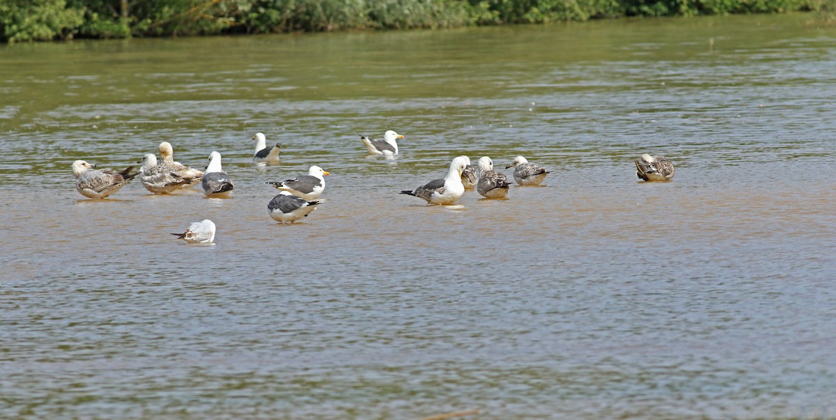 Lesser Black-backed Gull - ML646136504