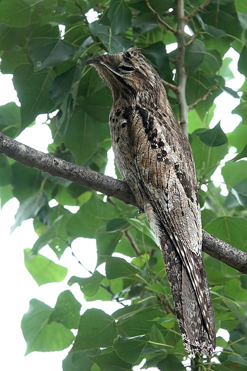 potu obecný - ML646136505