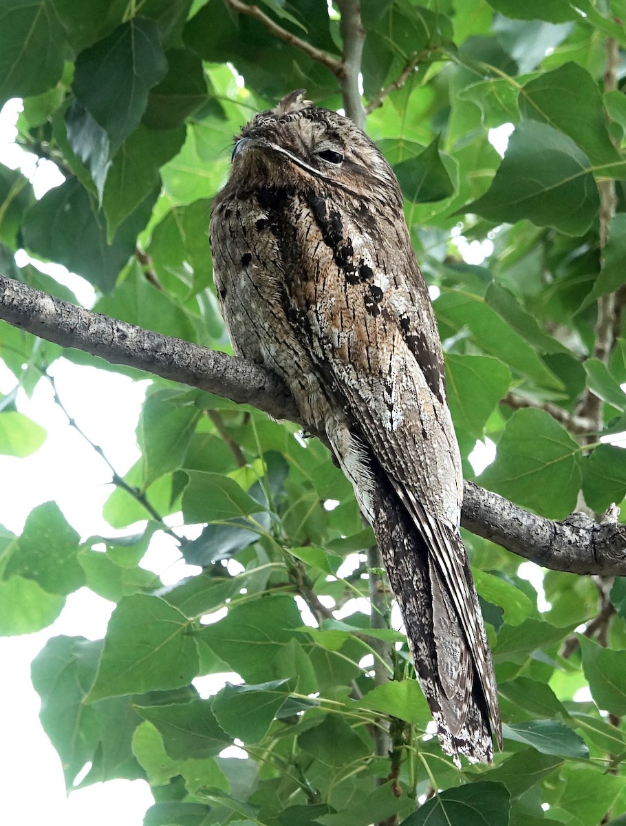 potu obecný - ML646136506