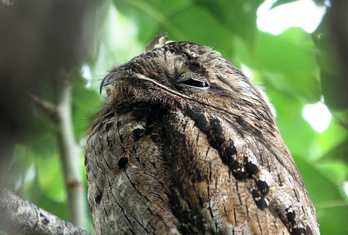 potu obecný - ML646136507