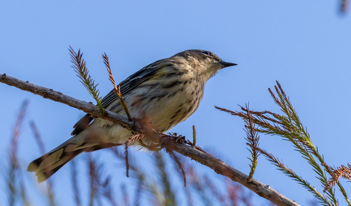Yellow-rumped Warbler - ML646136509