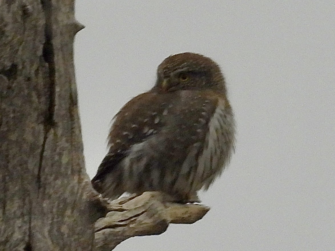 Northern Pygmy-Owl - ML646136526