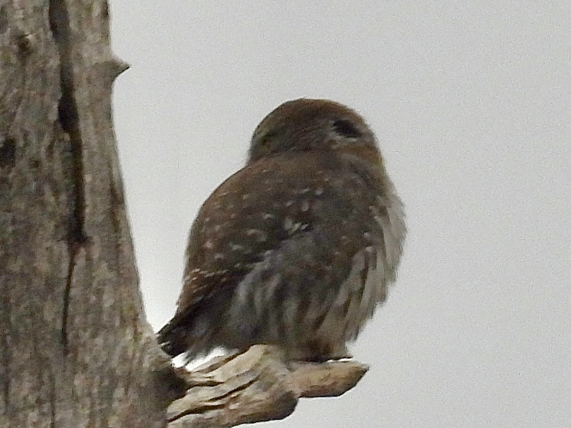 Northern Pygmy-Owl - ML646136527