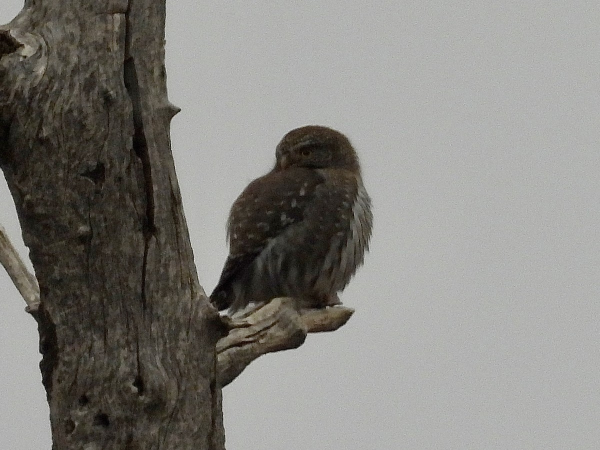 Northern Pygmy-Owl - ML646136528