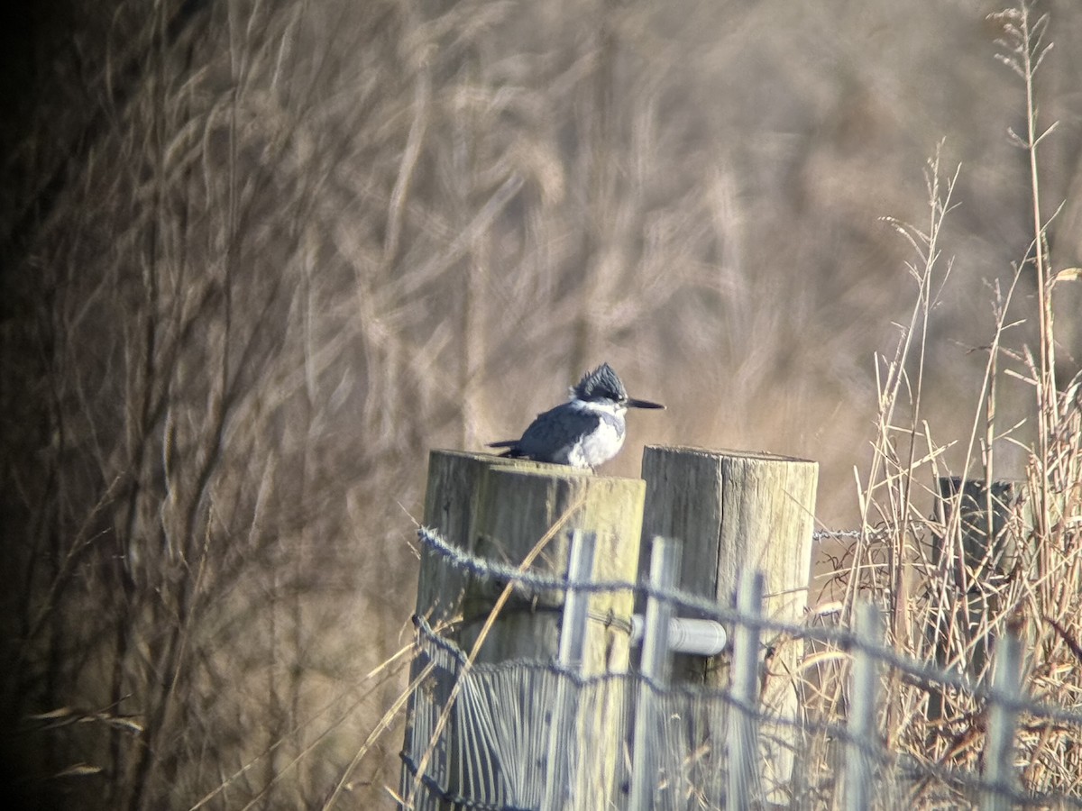 Belted Kingfisher - ML646136532