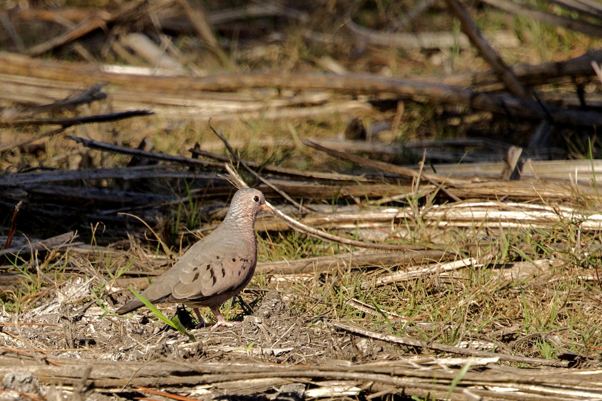 Common Ground Dove - ML646136541