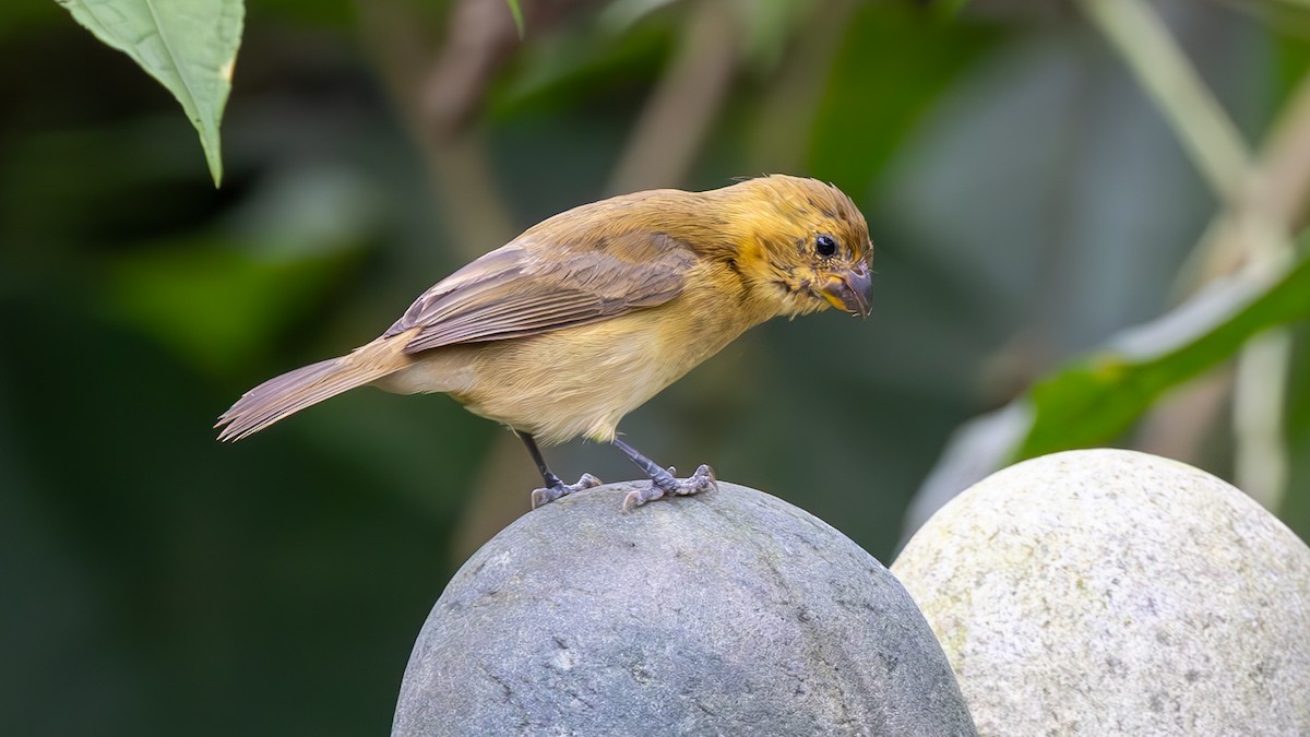 Variable Seedeater - ML646136546