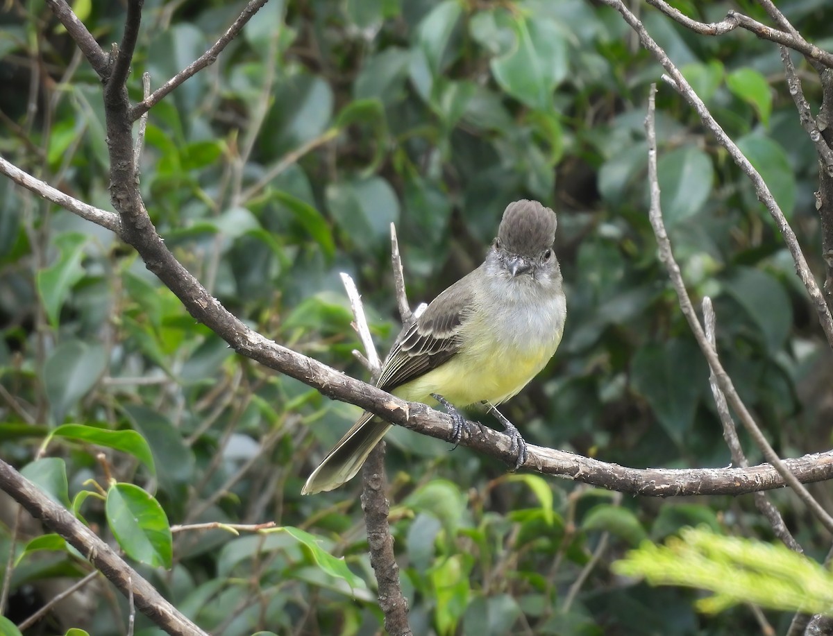 Apical Flycatcher - ML646136549