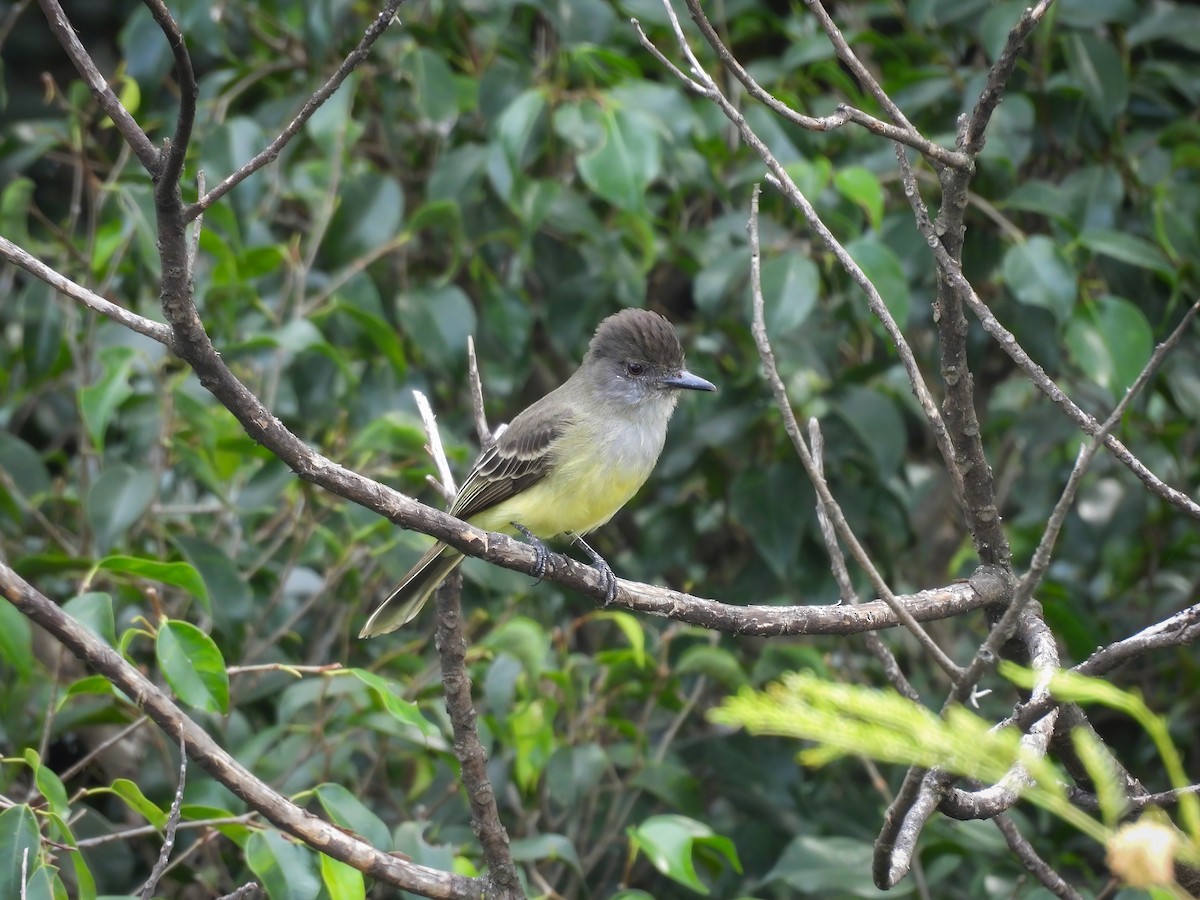 Apical Flycatcher - ML646136550