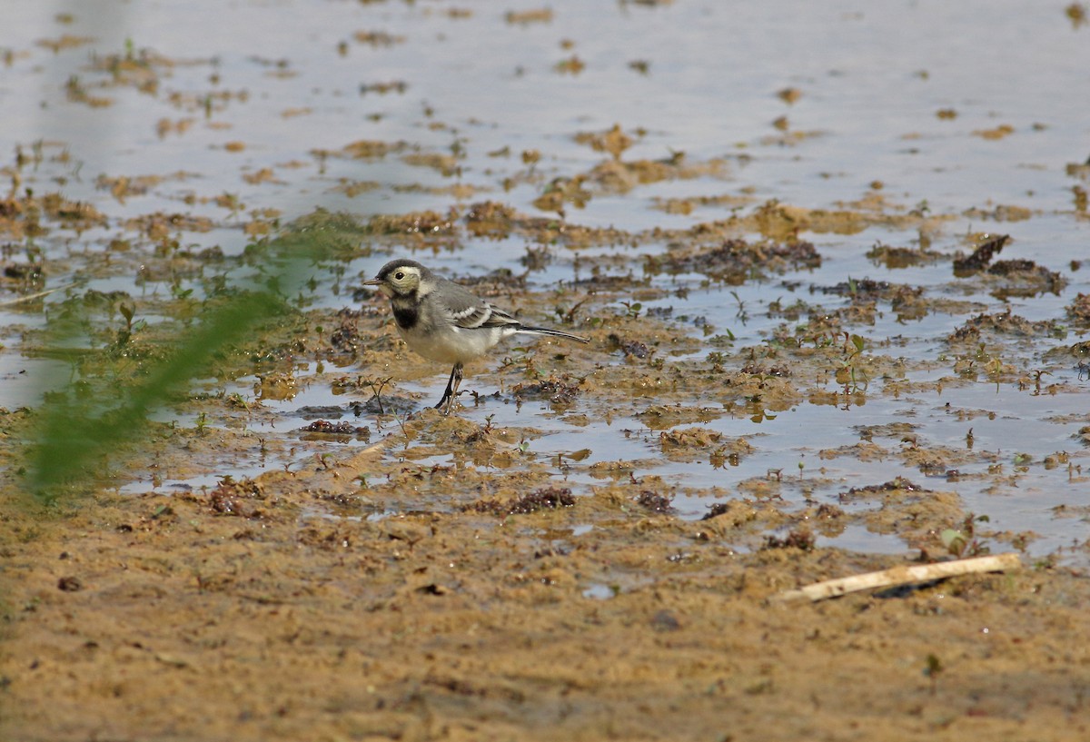White Wagtail (British) - ML646136558